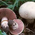 Micoterapia: ecco tutti gli effetti benefici dell’uso di funghi medicinali